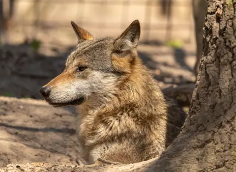 Captivating portrait of a wolf at rest in shaded woodland, showcasing its majestic fur and alert expression.