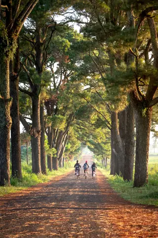 Three cyclists ride along a scenic tree-lined road during autumn.