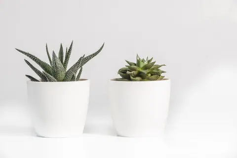 Elegant display of two succulent plants in minimalist white pots on a white background.