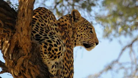 African Leopard Resting High Among the Trees - backiee