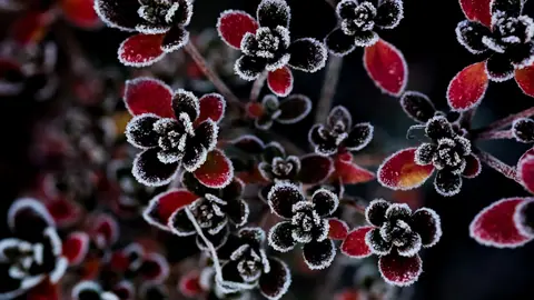 Frosty Blooms in a Winter Landscape - backiee