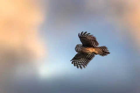 A stunning Ural owl (Strix uralensis) gracefully flying in a twilight sky, showcasing its beautiful feather patterns.
