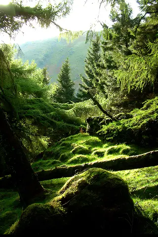 iwalls-233