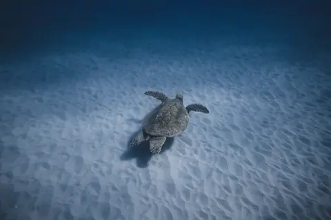 A peaceful sea turtle swims over the sandy ocean floor, showcasing marine life.