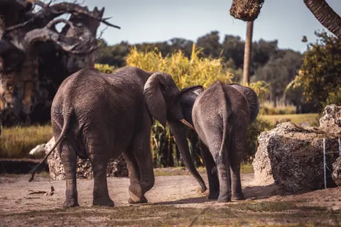 Two elephants walk closely in a natural habitat, showcasing wildlife bonds.