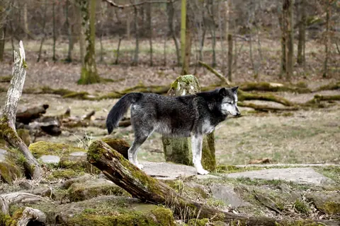 A lone wolf stands proudly on rocky terrain in a serene forest setting.