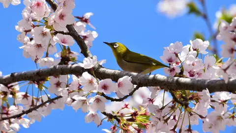 Spring Bird Among Cherry Blossoms - backiee