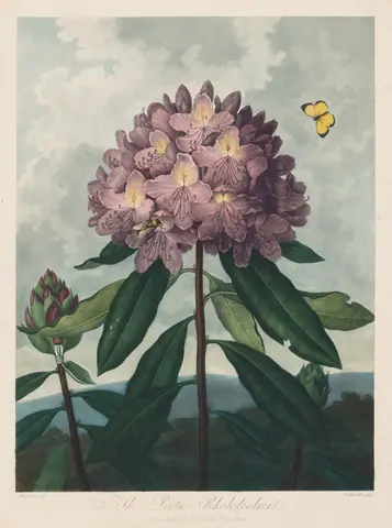 The Temple of Flora, or Garden of Nature:  The Pontic Rhododendron