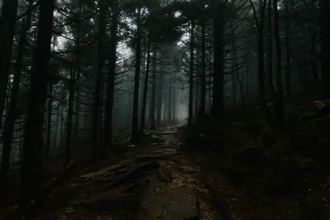 Explore a foggy, moody forest path with towering trees casting shadows in a mysterious woodland setting.