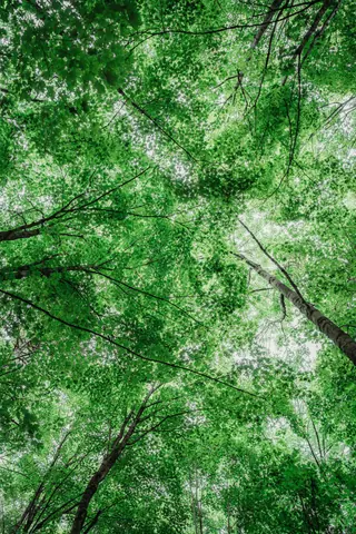 A vibrant view of green tree canopy from below, capturing the essence of summer tranquility.