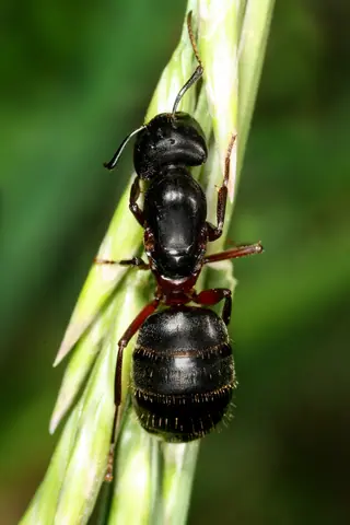 Camponotus herculeanus queen high res