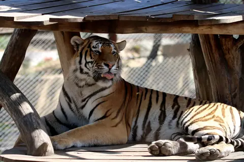 A regal tiger lying comfortably under a wooden structure in a zoo.