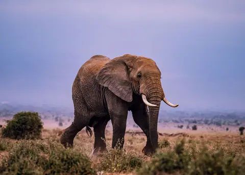 Majestic African elephant walking in the savannah landscape.