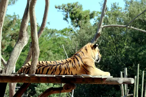 A majestic Bengal tiger lounges on a sunny wooden platform amidst lush greenery.