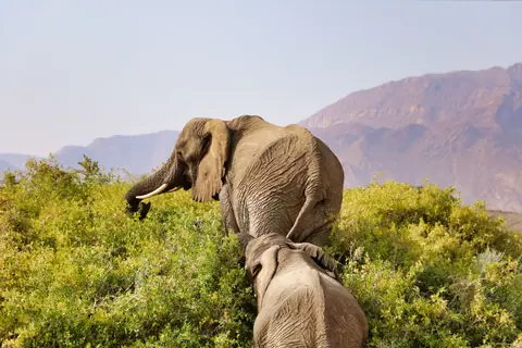 A pair of African elephants feeding on vegetation in a sunlit savannah with mountains in the background.