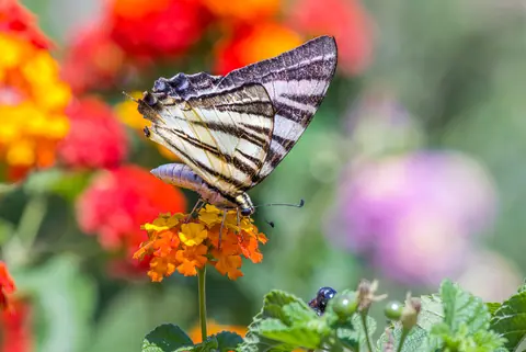 Close-up of a scarce swallowtail butterfly delicately perched on a vivid flower.