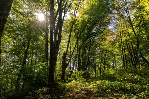Sunlight filtering through lush trees in Veliko Vukovje forest, Croatia.