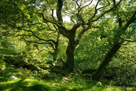 Serene forest landscape with dense greenery and sunlight filtering through branches in Wales.