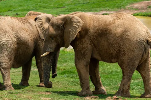 Two African elephants stand side by side in a grassy landscape, highlighting their majestic presence and natural behavior.