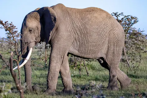 Close-up of an African elephant walking in Kenya's lush savannah, showcasing its natural habitat.
