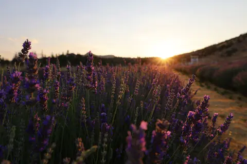 Vibrant lavender fields in Ankara, Turkey, glow at sunset.
