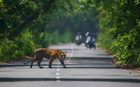 A majestic tiger crosses a road in Mustafabad, India, surrounded by dense greenery.