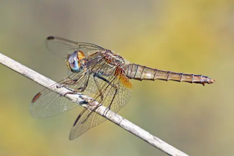 Scarlet darter (Crocothemis erythraea) female Bulgaria