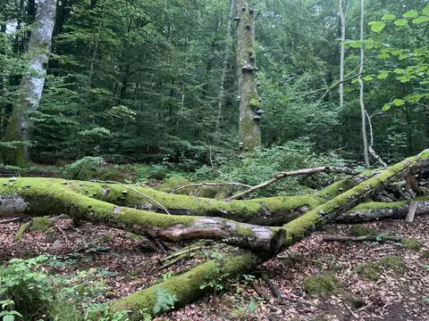 Beech forest Molla, Sweden - 2021