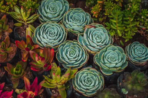 Close-up of colorful succulents with various shapes and textures in a natural setting.