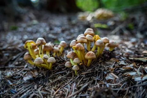 Cluster of wild mushrooms on forest floor in Myślenice, Poland, highlighting natural growth.