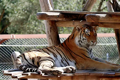 A Bengal tiger lounges peacefully on a wooden platform in its natural habitat.