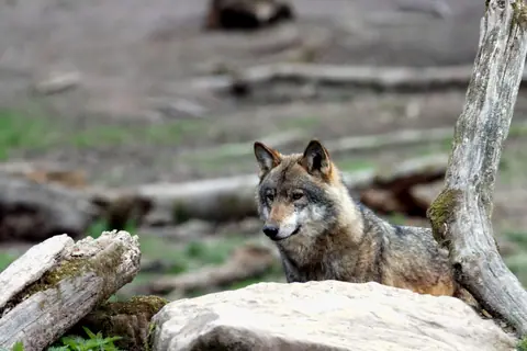 A gray wolf peering from behind logs in a forest setting. Perfect for wildlife themes.