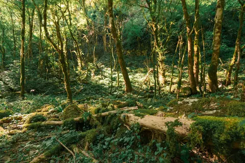 Peaceful forest scene with sunlight filtering through trees in Gagra, Abkhazia.