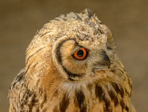 Detailed close-up portrait of an owl showcasing its striking orange eyes and intricate feathers.