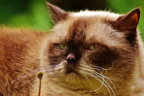 A charming close-up of a Chocolate Point Himalayan cat relaxing outdoors, showcasing its unique fur and expression.