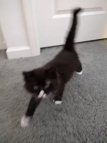 Blurry image of cat walking