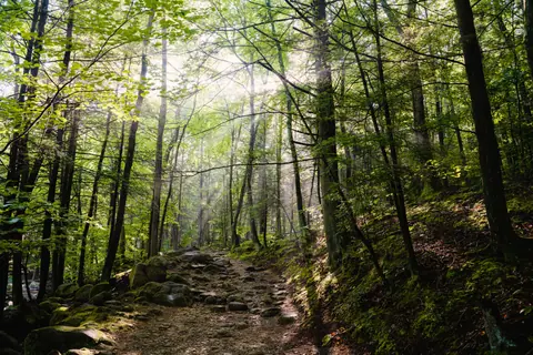 Serene forest setting with sunbeams illuminating a mossy rock trail.