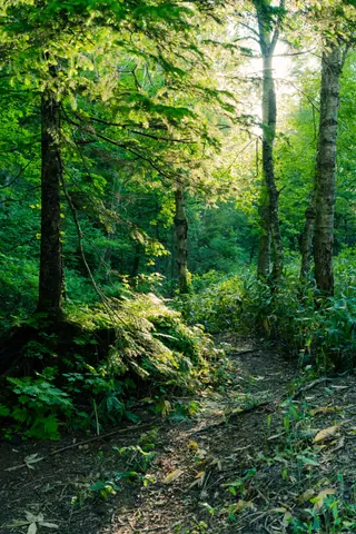 Sun-drenched forest path with lush green trees in Hokkaido, Japan.