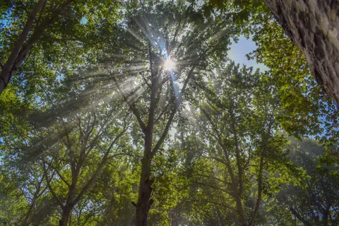 Sunlight filtering through lush forest tree crowns creating a serene atmosphere.