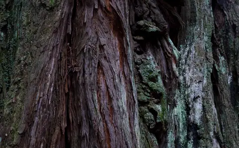 Detailed view of rugged tree bark with mossy textures in a forest setting.