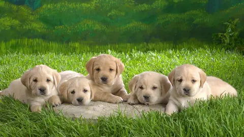 Labrador Puppies Resting in Green Meadow - backiee