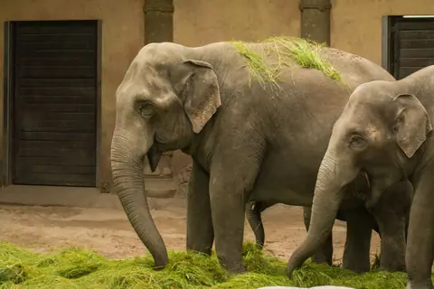 Adult Asian elephants enjoying fresh grass indoors at a zoo.