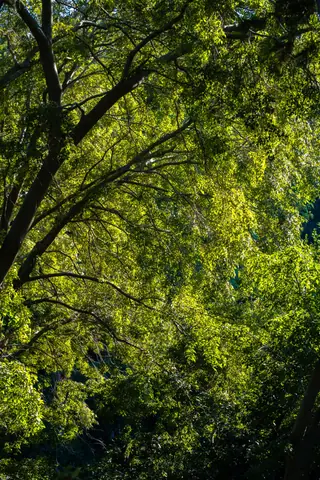 Sunlight filtering through vibrant green leaves in İstanbul's tranquil forest setting.
