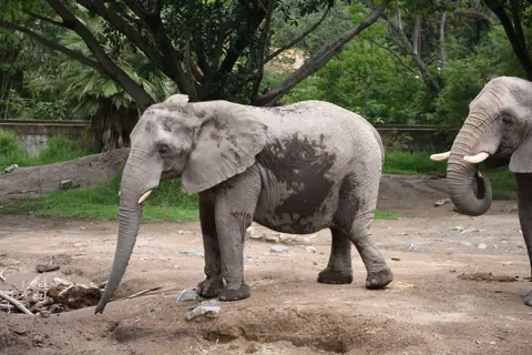 Two African elephants roam their naturalistic zoo habitat in Jalisco, Mexico.