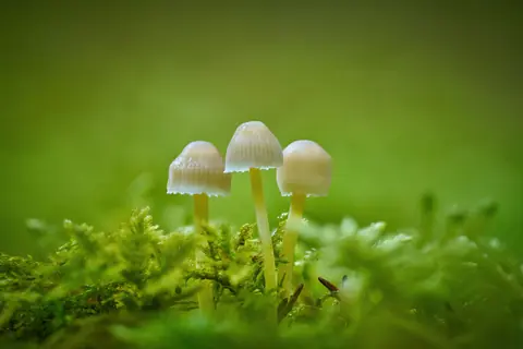 Three small mushrooms growing amidst a lush, green, mossy forest floor.