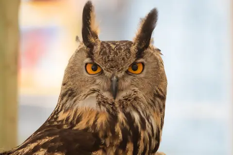 Detailed close-up of a striking Eurasian Eagle-Owl showcasing its piercing eyes.