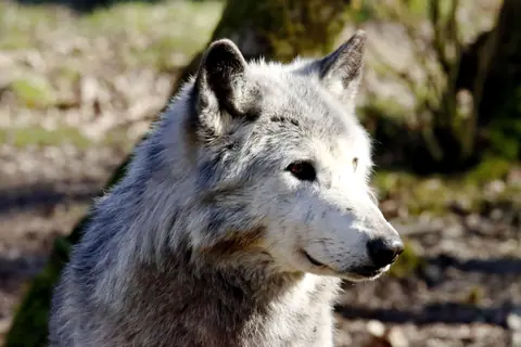 Close-up of a gray wolf in sunlight, showcasing its majestic features and natural surroundings.