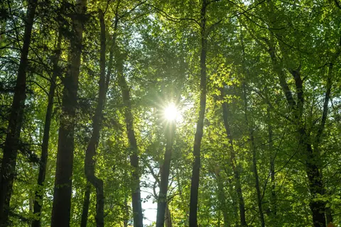 Bright sunlight filtering through lush green forest foliage in summer.