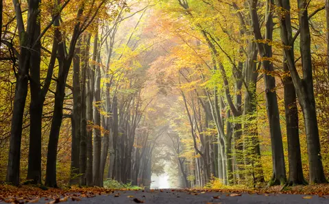 Dülmen, Börnste, Waldweg
