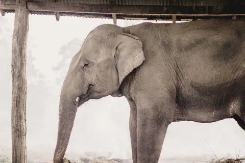 Side profile of an Asian elephant in a serene, rustic area, showcasing its calm nature.